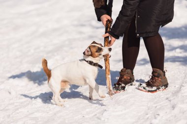 Tanınmayan bir kadın, elinde Jack Russell Terrier ile karda asılı duruyor. Sahibi evcil hayvancılık oynuyor, dişlerini sıkıyor.