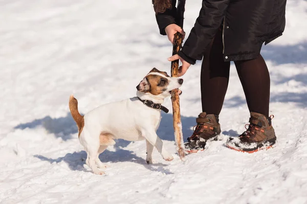 Oigenkännlig Hona Hålla Stick Med Jack Russell Terrier Hängande Den — Stockfoto