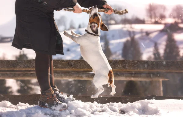 En kvinne som holder fast ved Jack Russell terrier. – stockfoto