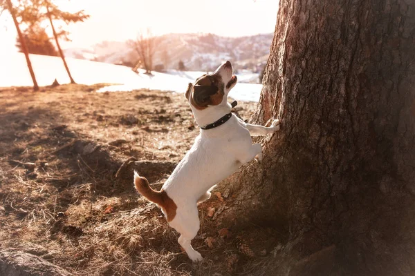 Hunden Jack Russell terrier nær treet – stockfoto