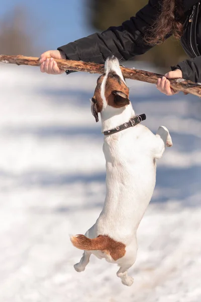 Wanita Tak Dikenal Memegang Tongkat Dengan Jack Russell Terrier Tergantung — Stok Foto