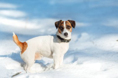 Kışın açık havada Jack Russell Terrier 'ın portresi. Köpek karın üzerinde duruyor ve güneşli bir günde kameraya bakıyor.