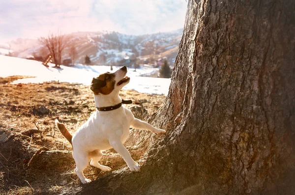 狗杰克 鲁塞尔在树边卖狗 日落时分 狗用两只爪子站在树上 看着树 — 图库照片