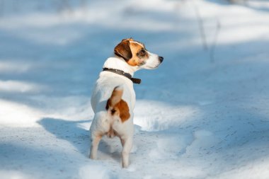 Kışın açık havada Jack Russell Terrier 'ın portresi. Köpek karın üzerinde duruyor ve güneşli bir günde geri dönüyor.