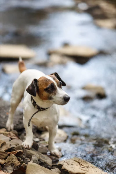 Utendørs Portrett Jack Russell Terrier Hund Ved Bekken Kjæledyret Venter – stockfoto