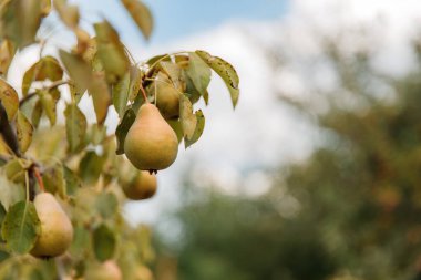 Ağaç dalında taze sulu organik armutlar 