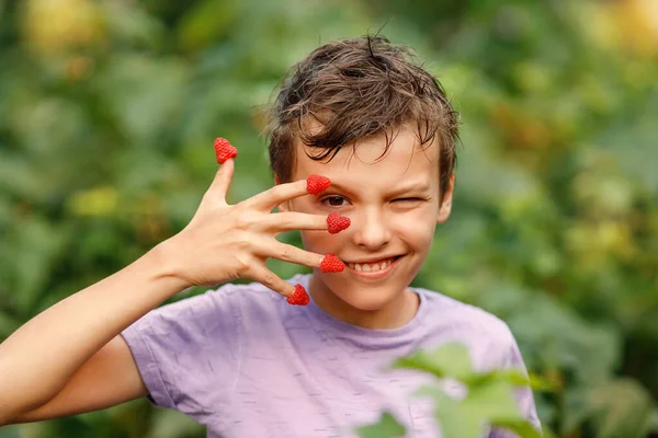 Boy Rasperries Fingers Peeking Fingers Kid Tasting Ripe Fresh Raspberries — 스톡 사진
