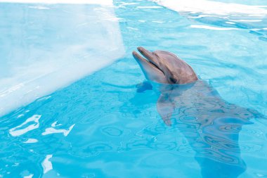 Bottle nosed dolphin in the water.Dolphin peeking out of blue water 
