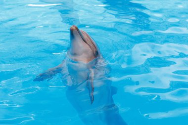Bottle nosed dolphin in the water.Dolphin peeking out of blue water 