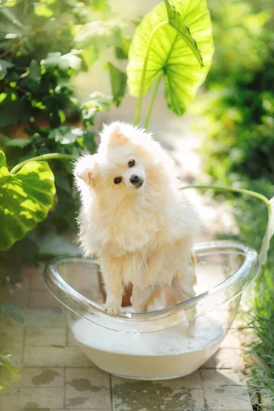 Pomeranian breed dog. Fluffy dog in a transparent bathtube in the nature