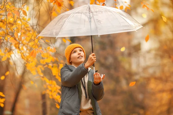 Boy with a transparent umbrella in autumn day. Kid in yellow hat is smilling. Behind the back of the boy magnificent yellow tree. He is trying to hold an umbrella in the wind