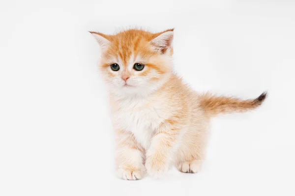可爱的苏格兰直金黄色的金丝雀 小猫咪11 笔直地站起来 白色背景的有趣的小猫 一种家养的猫 — 图库照片