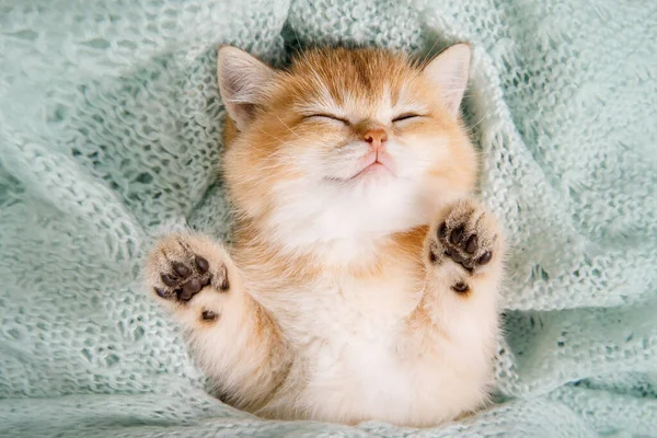 Sevimli genç kedi yavrusu İskoç düz, gölgeli çinçilya uyuyor. Kedi yavrusu sırt üstü uzanıyor ve patilerini turkuaz arka planda gösteriyor. Evcil bir kedi..