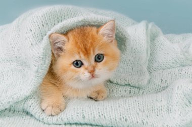 Şirin, genç bir kedi yavrusu İskoç düz, altın gölgeli çinçilya eşarbın altında saklanıyor. Yavru kedi dışarı bakar ve kameraya bakar. Evcil bir kedi türü..