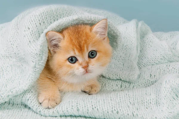 Mignon Jeune Chaton Écossais Droit Chinchilla Doré Cache Sous Écharpe — Photo