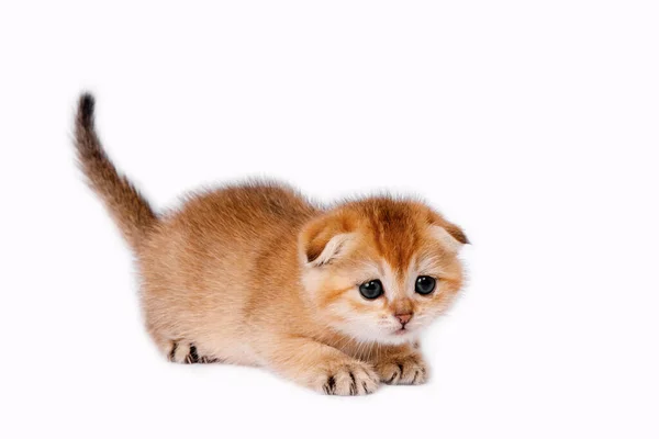 Cute Zabawy Szkocki Prosto Złoty Cień Szynszyla Kotek Stojący Śmieszny — Zdjęcie stockowe