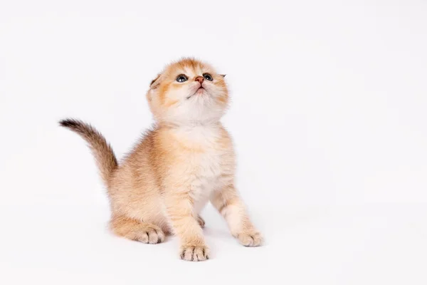 Şirin İskoç düz altın gölgeli çinçilya ny 11 yavru kedi ayakta ve yukarı bakıyor. Beyaz arka planda komik kedi yavrusu. Evcil bir kedi. .
