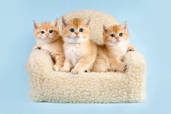 Portrait of kittens group. Studio shot. Three cute Scottish straight golden shaded chinchilla ny 11 kitty cats are sitting on a sofa
