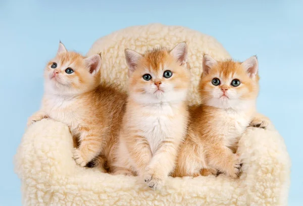 Portrait of kittens group. Studio shot. Three cute Scottish straight golden shaded chinchilla ny 11 kitty cats are sitting on a sofa