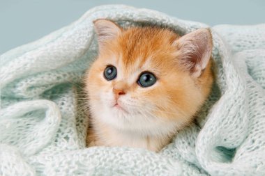 Şirin, genç bir kedi yavrusu İskoç düz, altın gölgeli çinçilya eşarbın altında saklanıyor. Yavru kedi dışarı bakar ve kameraya bakar. Evcil bir kedi türü..
