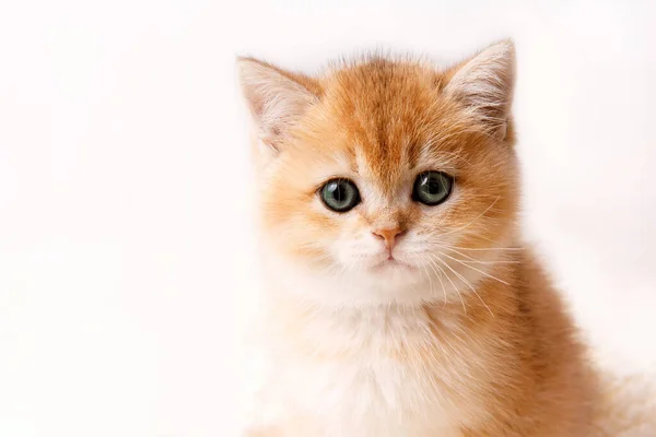 Cute Playful Scottish Straight Golden Shaded Chinchilla Kitten Funny Kitten — Stock Photo, Image