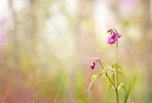 夏の背景 ぼやけた緑の森紫の花 黄色の背景 — ストック写真