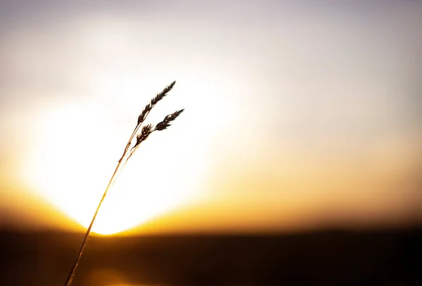 Спікелет Полі Тлі Прекрасного Сонця Сідає Обрій — стокове фото