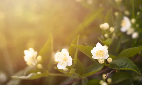 Witte Bloemen Een Tak Close Stralen Van Ondergaande Zon Zachte — Stockfoto