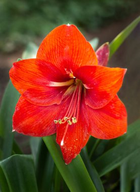 Kırmızı tropikal çiçek yeşil yaprakların arka planında