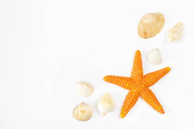 Beyaz arka planda turuncu deniz yıldızı ve deniz kabukları