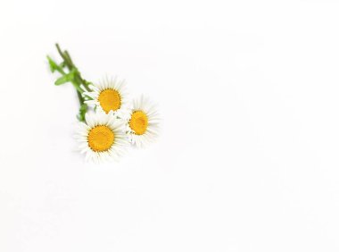 bouquet of small daisies on a white background