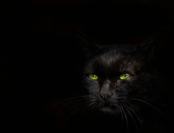 Muzzle of a black cat with green eyes close up on a black backgroun