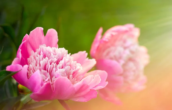 Roze Pioenroos Bloemen Close Zonnestralen Zachte Focus Ondergaande Zon — Stockfoto