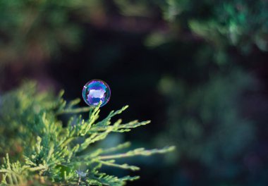 sabun köpüğü ardıç dalında