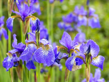 yeşil yapraklı mor bahar çiçekleri