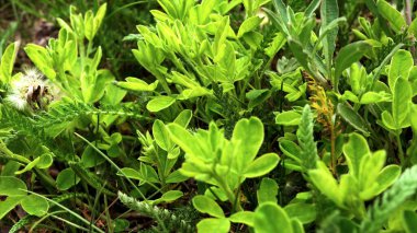 Çimlerde yetişen yeşil çimenler