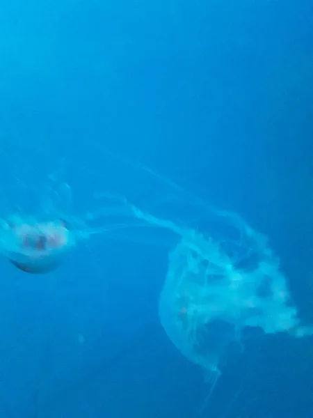 Jellyfish Adubon Aquarium — Stock Photo, Image