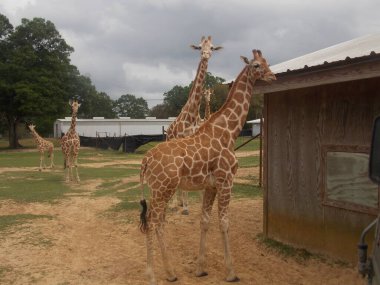 Küresel Vahşi Yaşam Safari Macerası