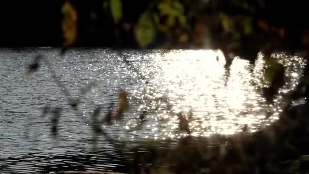 Vy över flodbädden genom glesa grenar av buskar med höstlöv — Stockvideo