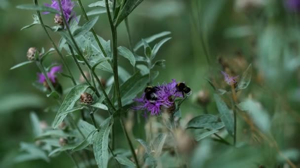 Weißschwanzhummel kommt an und setzt sich zur Bestäubung auf eine Blume — Stockvideo