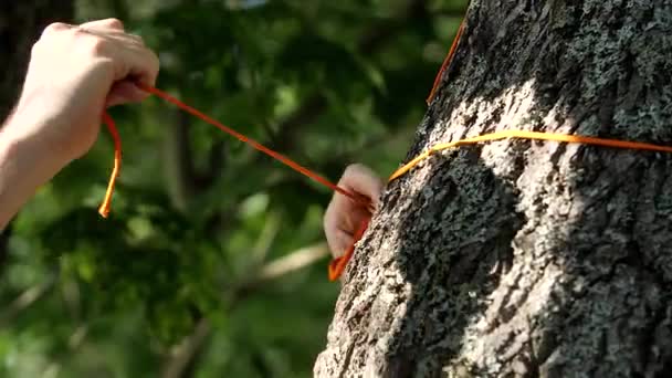 Toeristenhanden binden een dun oranje touw om de boom. Kousenbanden. — Stockvideo