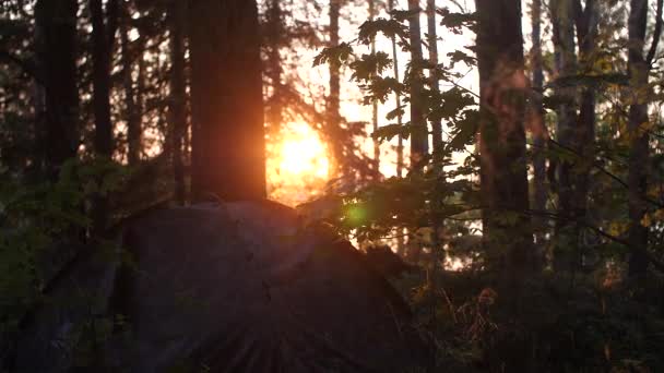 Kemping w lesie. Wieczorem namiot turystyczny. — Wideo stockowe
