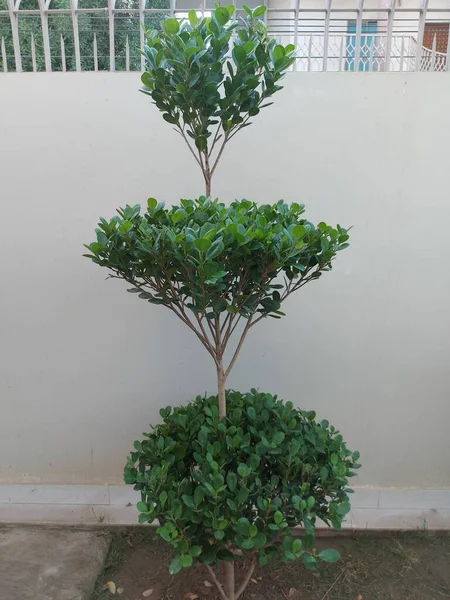 美しい緑の魅力的な3つのステップ Icus Plant — ストック写真
