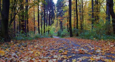Parkta sonbahar. Ağaçların arasındaki yol.
