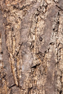 Ceviz ağacı kabuğu, makro, arka plan dokusu. Arka plan, metin, arkaplan, kopyalama alanı için doğal desenleri olan eski ahşap doku. Ağacın arkaplan deseni