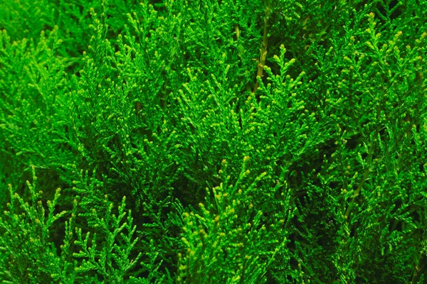 Vackra Gröna Blad Bakgrund Trädgård Och Grön Vägg Textur Grön — Stockfoto