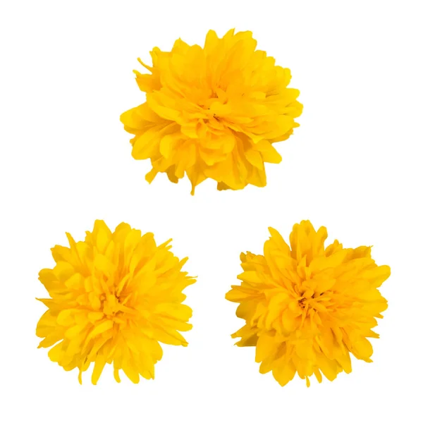 Collection of yellow flower head isolated on white background. Floral pattern object. Flat lay, top view