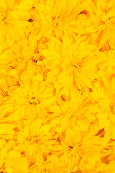 Fleurs Jaunes Fleurissant Été Printemps Carte Florale Lumineuse Jardinage Botanique — Photo
