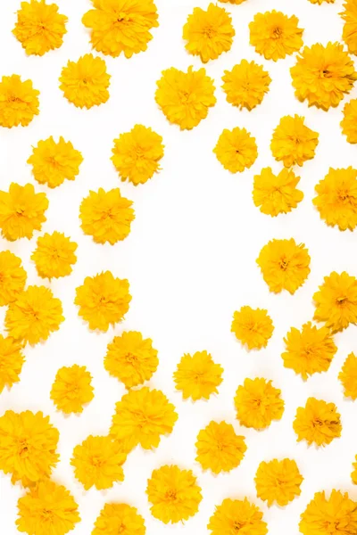Flores Amarillas Sobre Fondo Blanco Aislado Una Brillante Tarjeta Floral — Foto de Stock