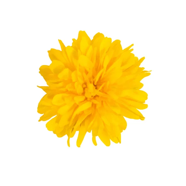 Tête Fleur Jaune Isolé Sur Fond Blanc Objet Motif Floral — Photo